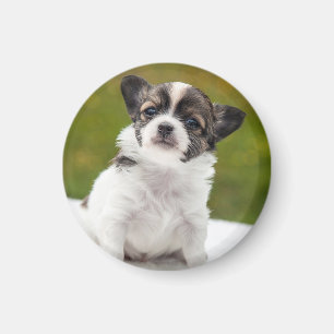 Chihuahua-Welpen-Foto Magnet