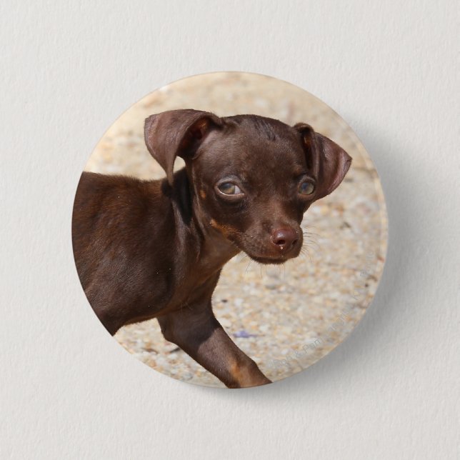 Chihuahua-Welpen-Gehen Button (Vorderseite)