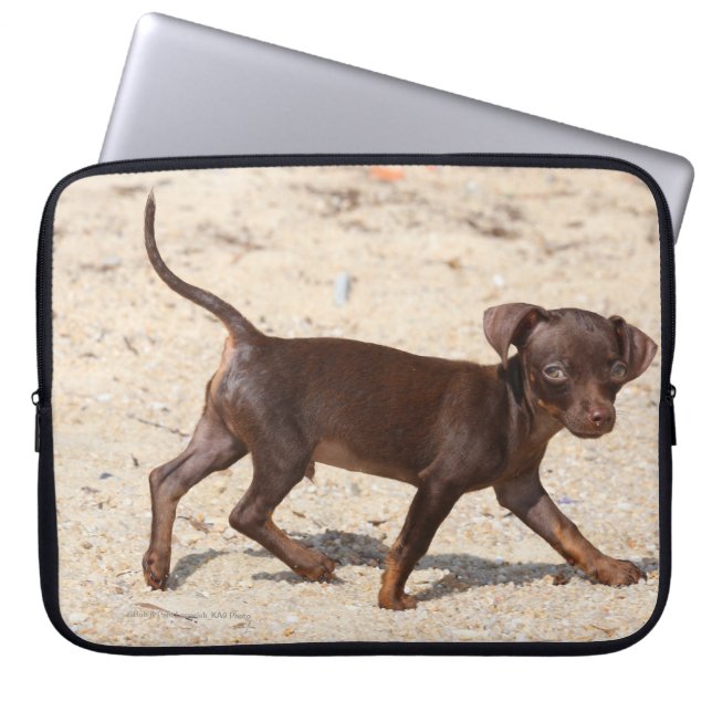 Chihuahua-Welpen-Gehen Laptopschutzhülle (Vorderseite)