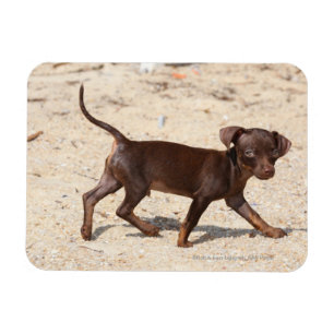 Chihuahua-Welpen-Gehen Magnet