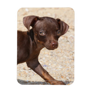 Chihuahua-Welpen-Gehen Magnet
