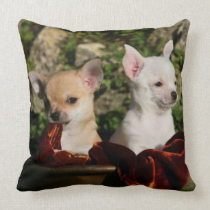 Chihuahua-Welpen Kissen