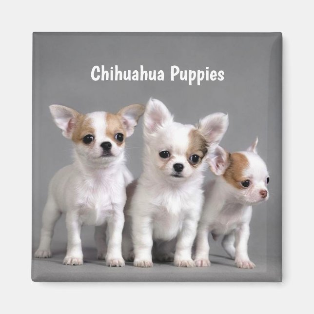 Chihuahua Welpen Posing für Foto Magnet (Vorne)