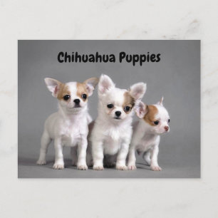 Chihuahua Welpen Posing für Foto Postkarte