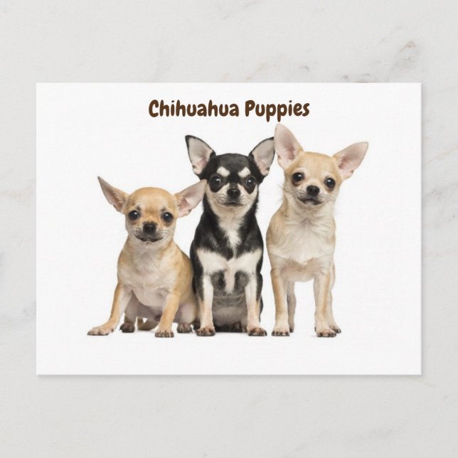 Chihuahua Welpen Posing für Foto Postkarte (Vorderseite)