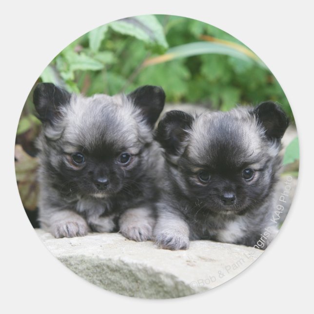 Chihuahua-Welpen Runder Aufkleber (Vorderseite)