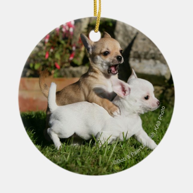 Chihuahua-Welpen-Spielen Keramikornament (Vorne)