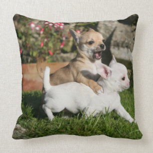 Chihuahua-Welpen-Spielen Kissen