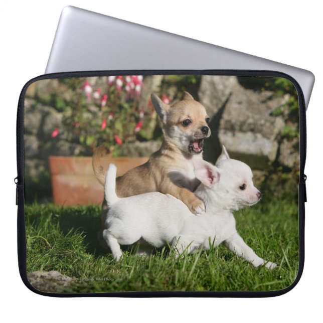 Chihuahua-Welpen-Spielen Laptopschutzhülle (Vorderseite)