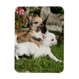 Chihuahua-Welpen-Spielen Magnet