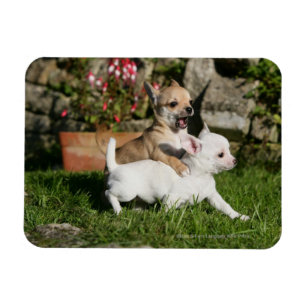 Chihuahua-Welpen-Spielen Magnet
