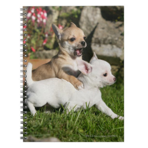 Chihuahua-Welpen-Spielen Notizblock