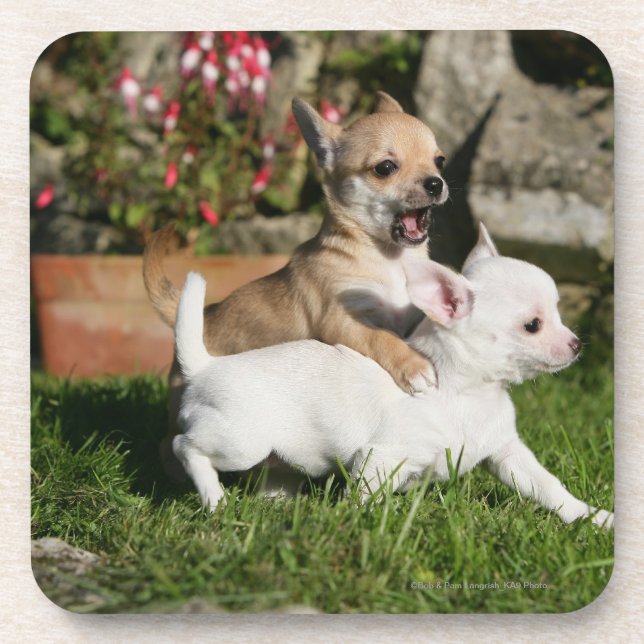 Chihuahua-Welpen-Spielen Untersetzer (Vorderseite)