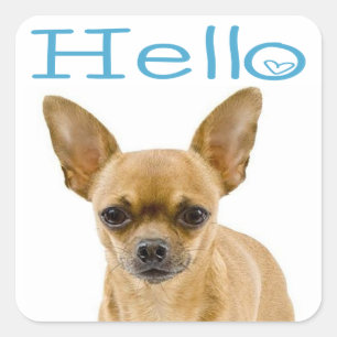 Chihuahua-Welpenhund Blau Hallo Herz Quadratischer Aufkleber