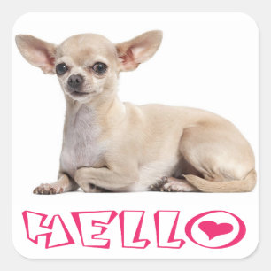 Chihuahua-Welpenhund Fuchsia Rosa Hallo Quadratischer Aufkleber