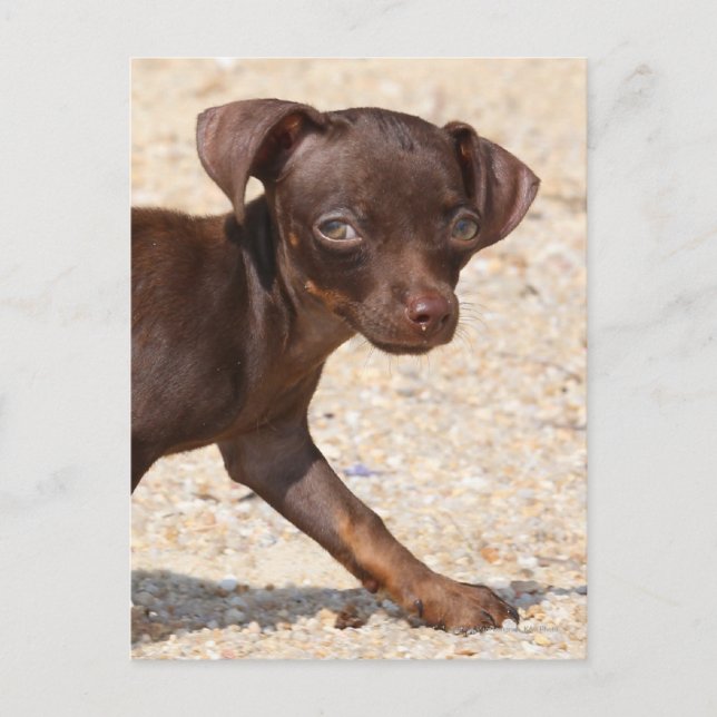 Chihuahua Welppy Walking Postkarte (Vorderseite)