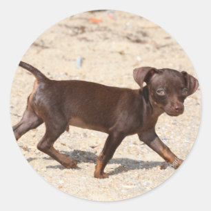 Chihuahua Welppy Walking Runder Aufkleber