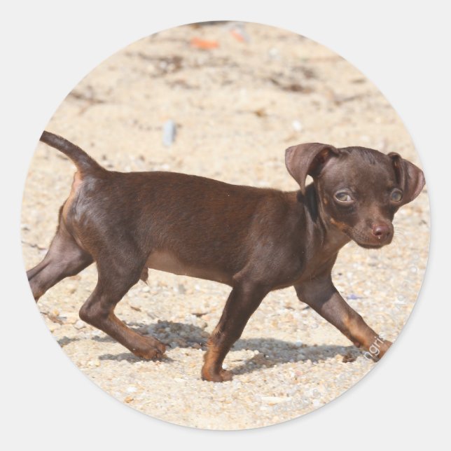 Chihuahua Welppy Walking Runder Aufkleber (Vorderseite)