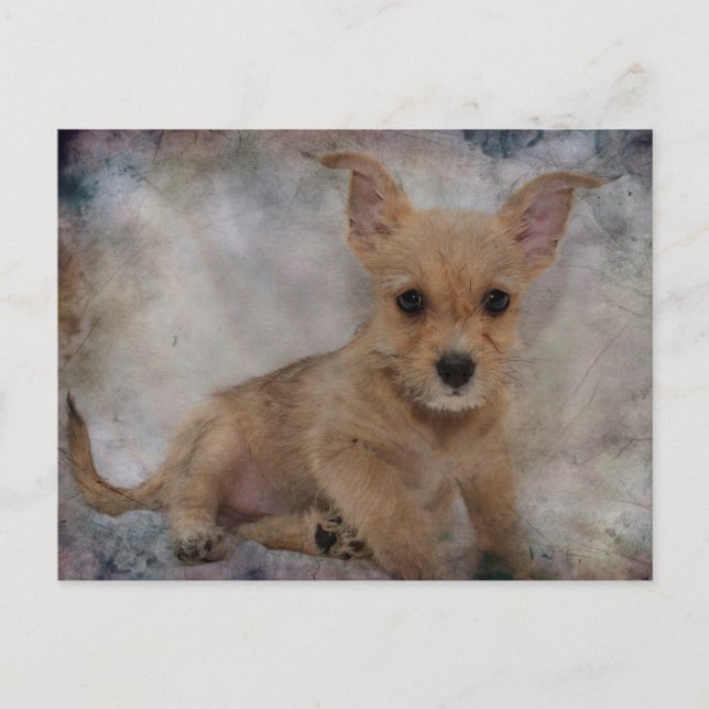 Chihuahua/Yorkie Puppie Postkarte (Vorderseite)
