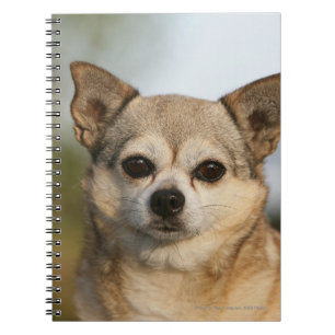 ChihuahuaHeadshot Notizblock
