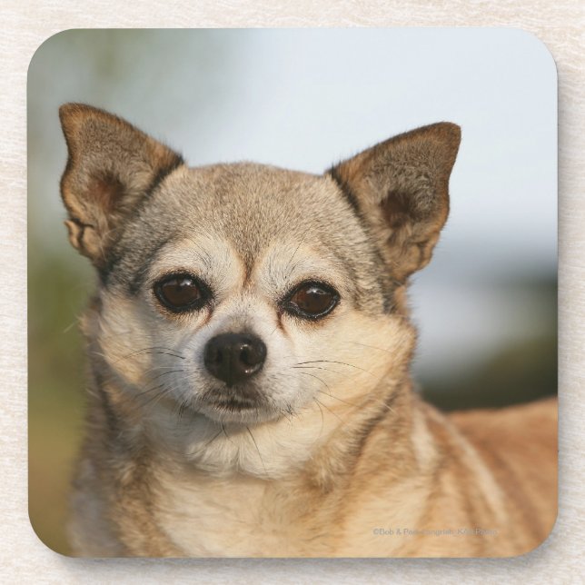 ChihuahuaHeadshot Untersetzer (Vorderseite)