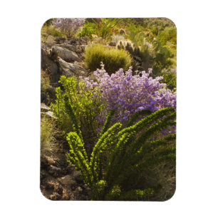 Chihuahuahuan-Wüste-Pflanze in Blüte Magnet