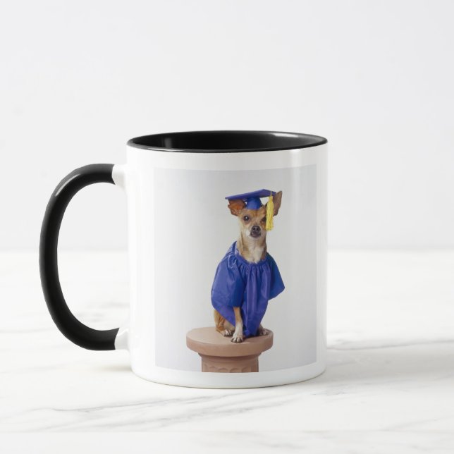 Chihuahuahundetragende Abschlussuniform, Studio Tasse (Links)