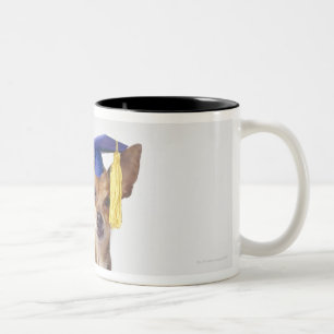 Chihuahuahundetragende Abschlussuniform, Studio Zweifarbige Tasse