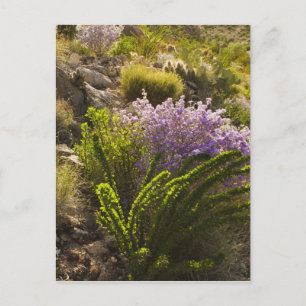 Chihuahuan-Wüstenpflanzen in Blüte Postkarte