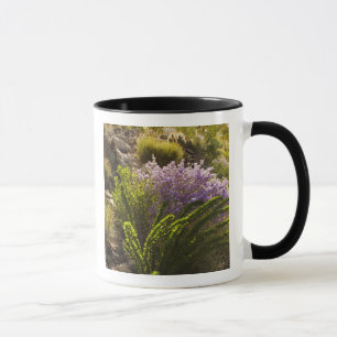 Chihuahuan-Wüstenpflanzen in Blüte Tasse
