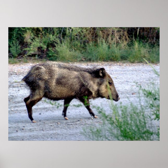 Chihuahuan Wüstenszene 10 javelina Poster (Vorne)