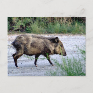 Chihuahuan Wüstenszene 10 javelina Postkarte