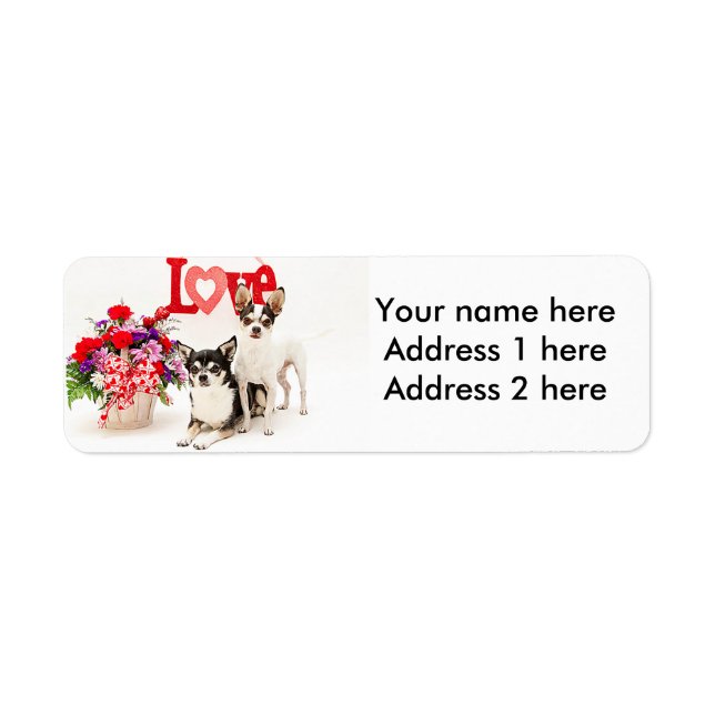 Chihuahuas, Blume und Liebe (Vorne)