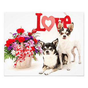 Chihuahuas, Blume und Liebe Fotodruck