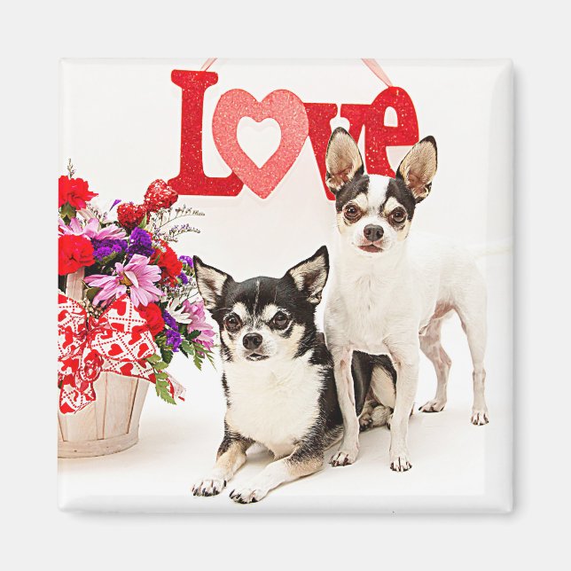 Chihuahuas, Blume und Liebe Magnet (Vorne)
