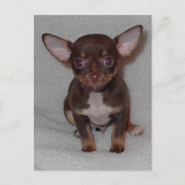 Chihuahuas Regel 1 Postkarte (Vorderseite)