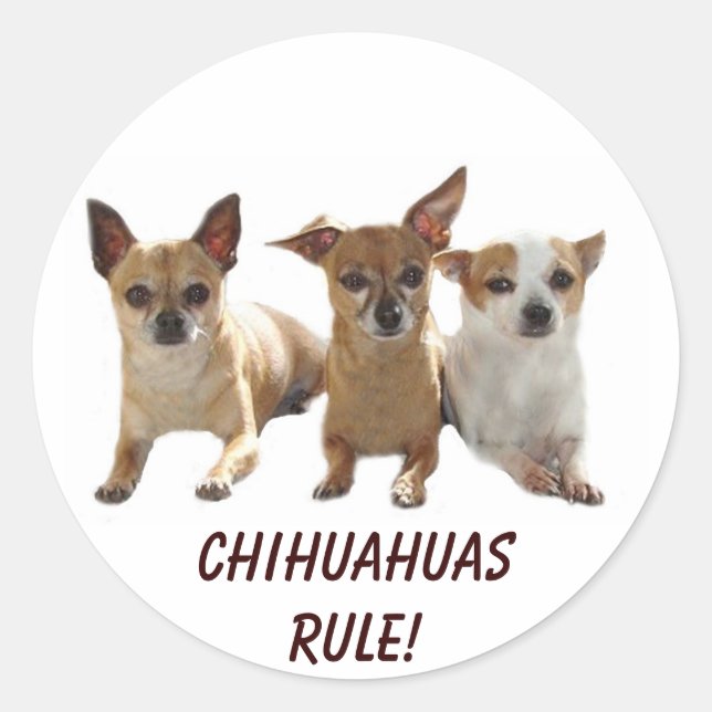 Chihuahuas Rule Sticker (Vorderseite)