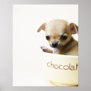 Chihuahuawelpe in der Schüssel (geerntet) Poster