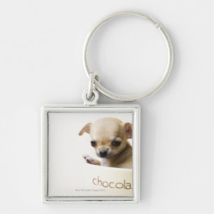 Chihuahuawelpe in der Schüssel (geerntet) Schlüsselanhänger