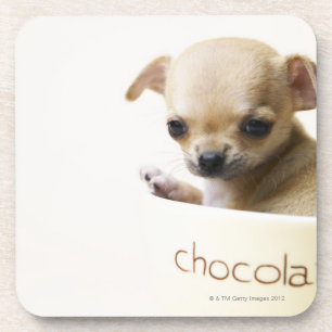Chihuahuawelpe in der Schüssel (geerntet) Untersetzer