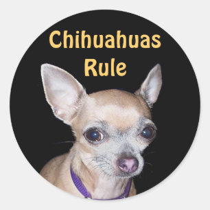 Chihuhahua, das Sie betrachtet Runder Aufkleber