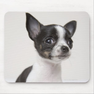 Chihuhua Welpe stehend auf weißem Gewebe Mousepad