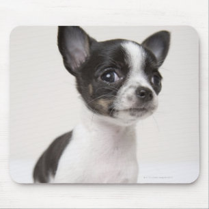 Chihuhua Welpe stehend auf weißem Gewebe Mousepad