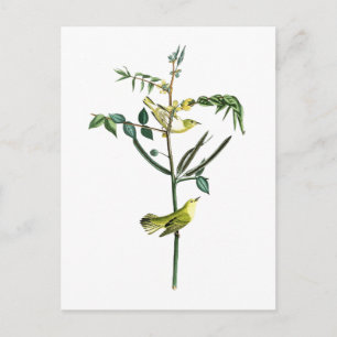 Children's Warbler John Audubon Birds of America Postkarte