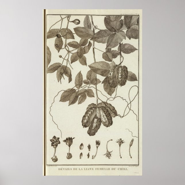 CHILE 3 POSTER (Vorne)