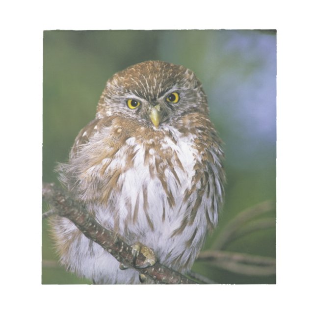 Chile, Aysen. Juvenile Autral Pygmy Owl Notizblock (Vorderseite)