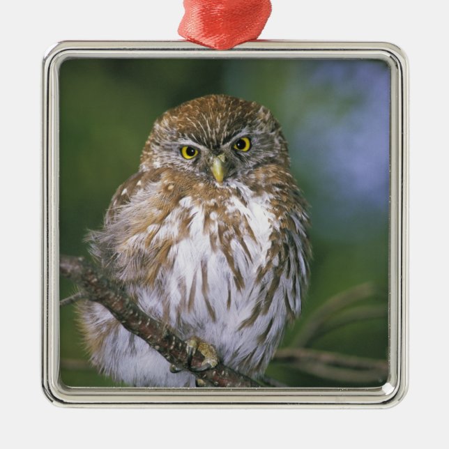 Chile, Aysen. Juvenile Autral Pygmy Owl Silbernes Ornament (Vorne)