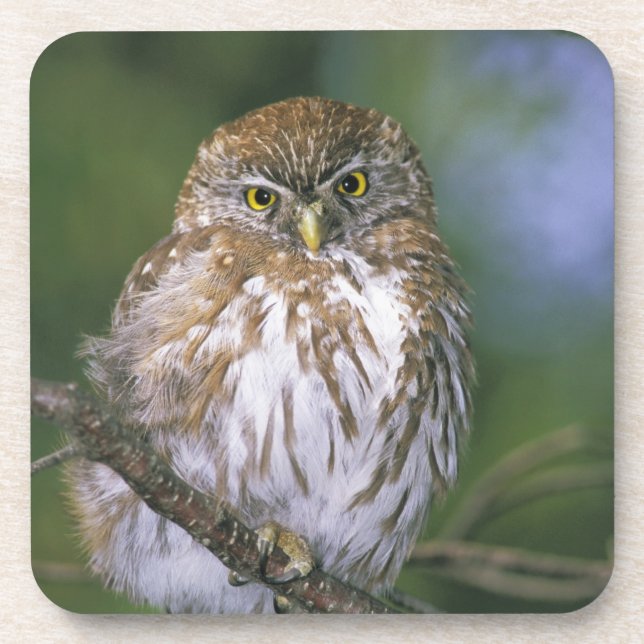 Chile, Aysen. Juvenile Autral Pygmy Owl Untersetzer (Vorderseite)