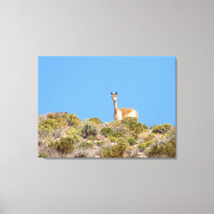 Chile Llama Canvas Print Leinwanddruck