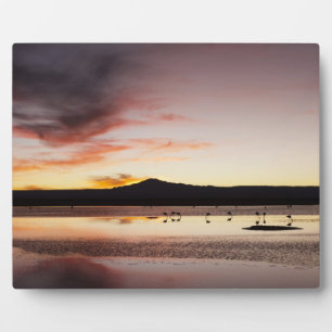 Chilean Flamingo Fotoplatte